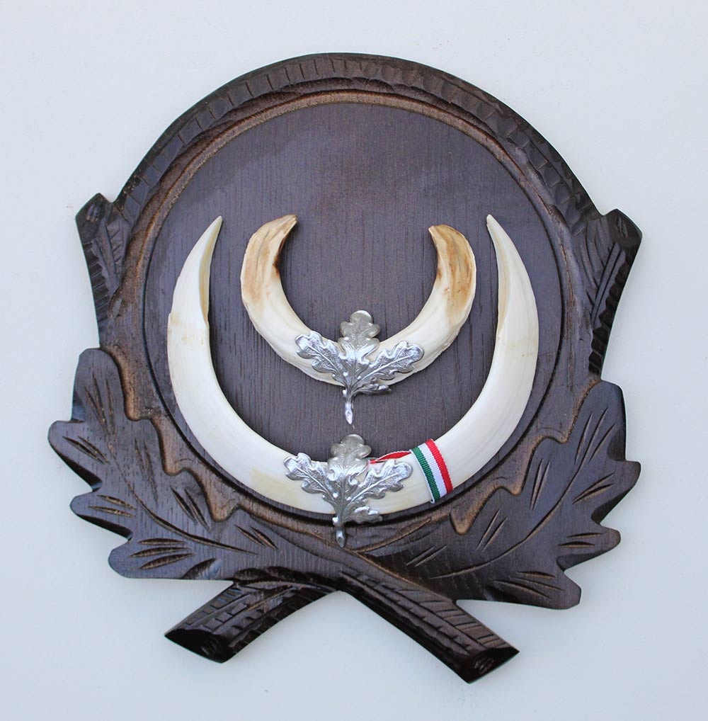 Groot schild tanden EVERZWIJN / WILD ZWIJN  - Hongarije