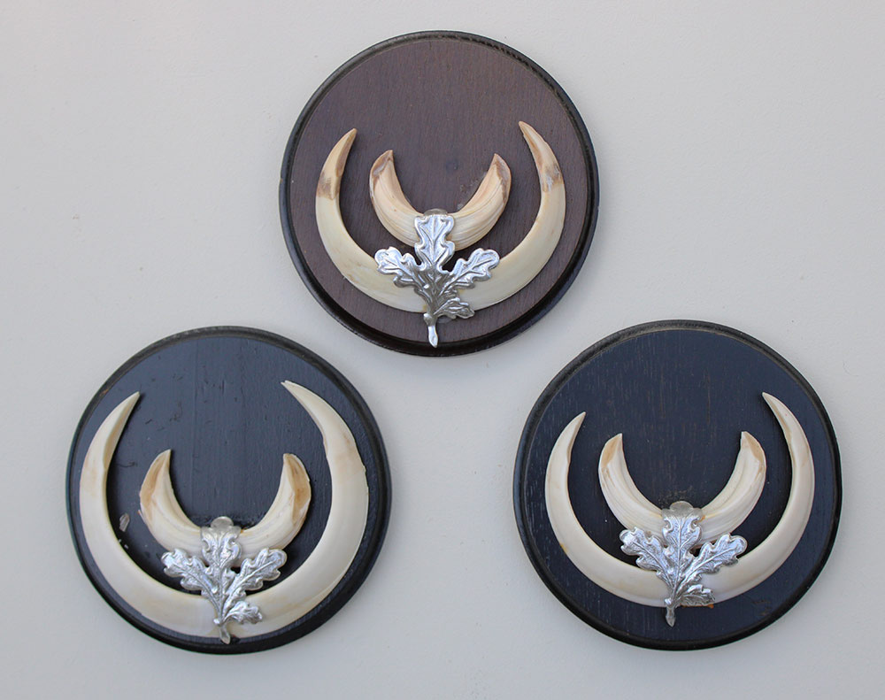 3 x schild tanden EVERZWIJN / WILD ZWIJN  - Hongarije