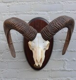 Schedel Spaanse MOEFLON RAM - op ovaal houten schild