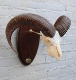 Schedel Spaanse MOEFLON RAM - op ovaal houten schild