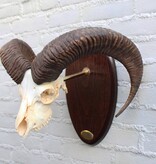 Schedel Spaanse MOEFLON RAM - op ovaal houten schild