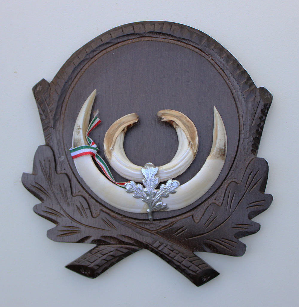 Groot schild tanden EVERZWIJN / WILD ZWIJN  - Hongarije