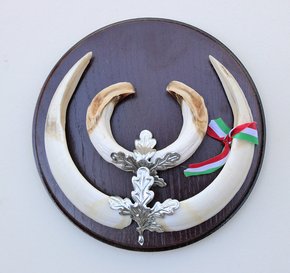Groot schild tanden EVERZWIJN / WILD ZWIJN  - Hongarije