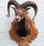 Decoratieve opgezette KOP MOEFLON RAM op bewerkt houten schild