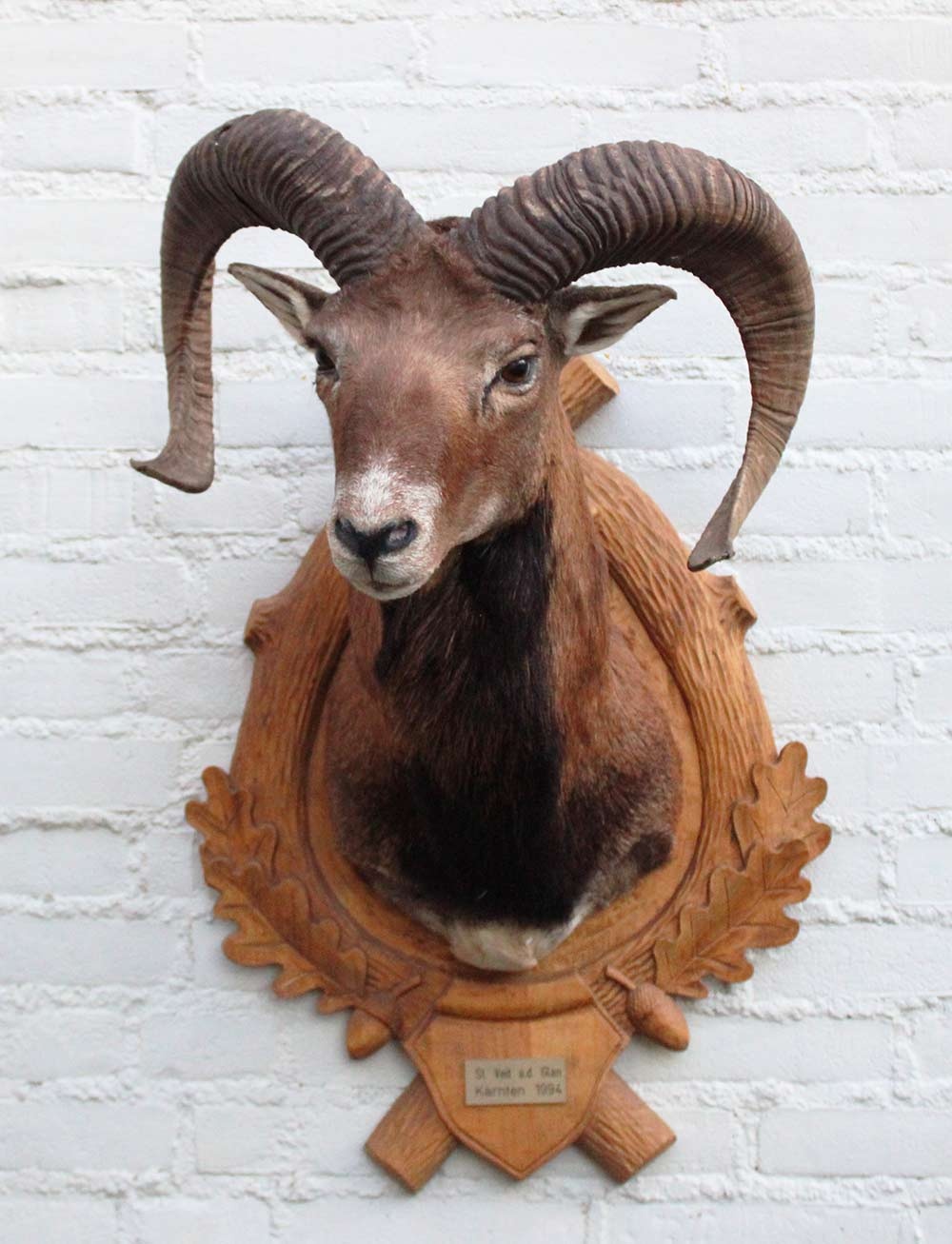 Decoratieve opgezette KOP MOEFLON RAM op bewerkt houten schild