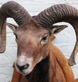 Decoratieve opgezette KOP MOEFLON RAM op bewerkt houten schild
