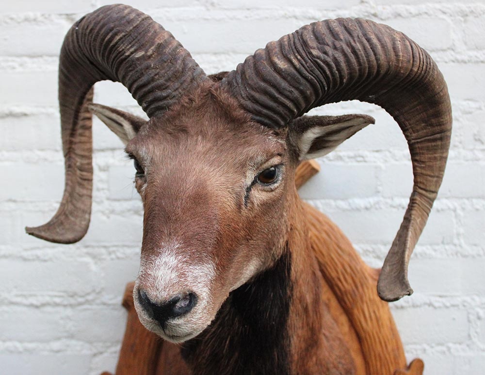 Decoratieve opgezette KOP MOEFLON RAM op bewerkt houten schild