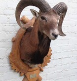 Decoratieve opgezette KOP MOEFLON RAM op bewerkt houten schild