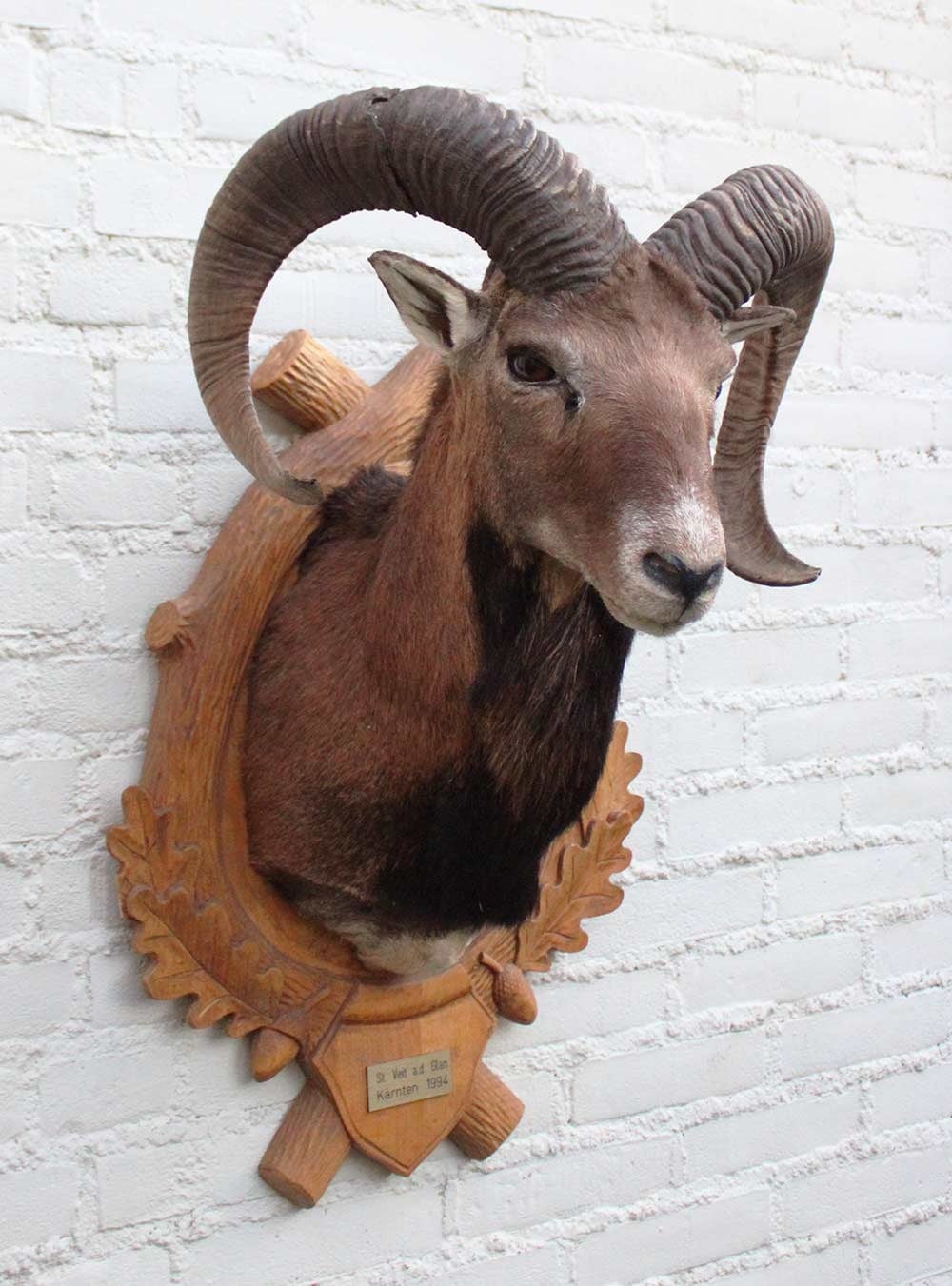 Decoratieve opgezette KOP MOEFLON RAM op bewerkt houten schild