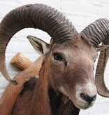 Decoratieve opgezette KOP MOEFLON RAM op bewerkt houten schild
