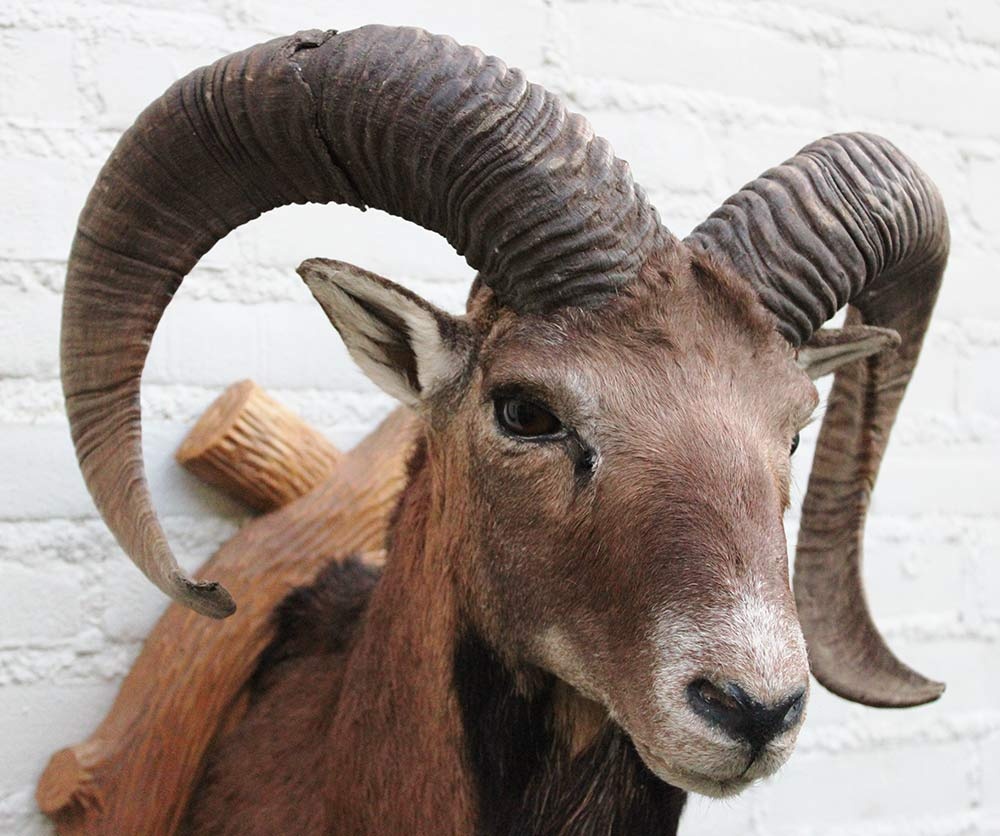 Decoratieve opgezette KOP MOEFLON RAM op bewerkt houten schild