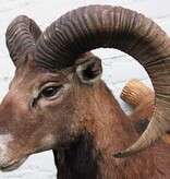 Decoratieve opgezette KOP MOEFLON RAM op bewerkt houten schild
