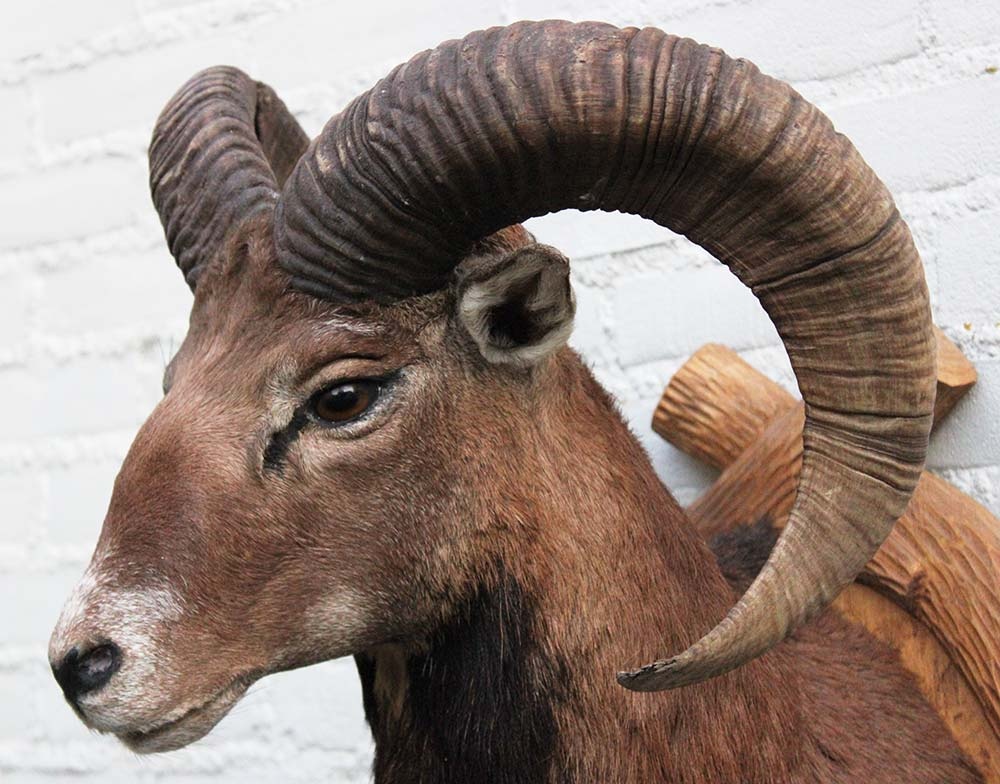 Decoratieve opgezette KOP MOEFLON RAM op bewerkt houten schild