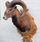 Decoratieve opgezette KOP MOEFLON RAM op bewerkt houten schild