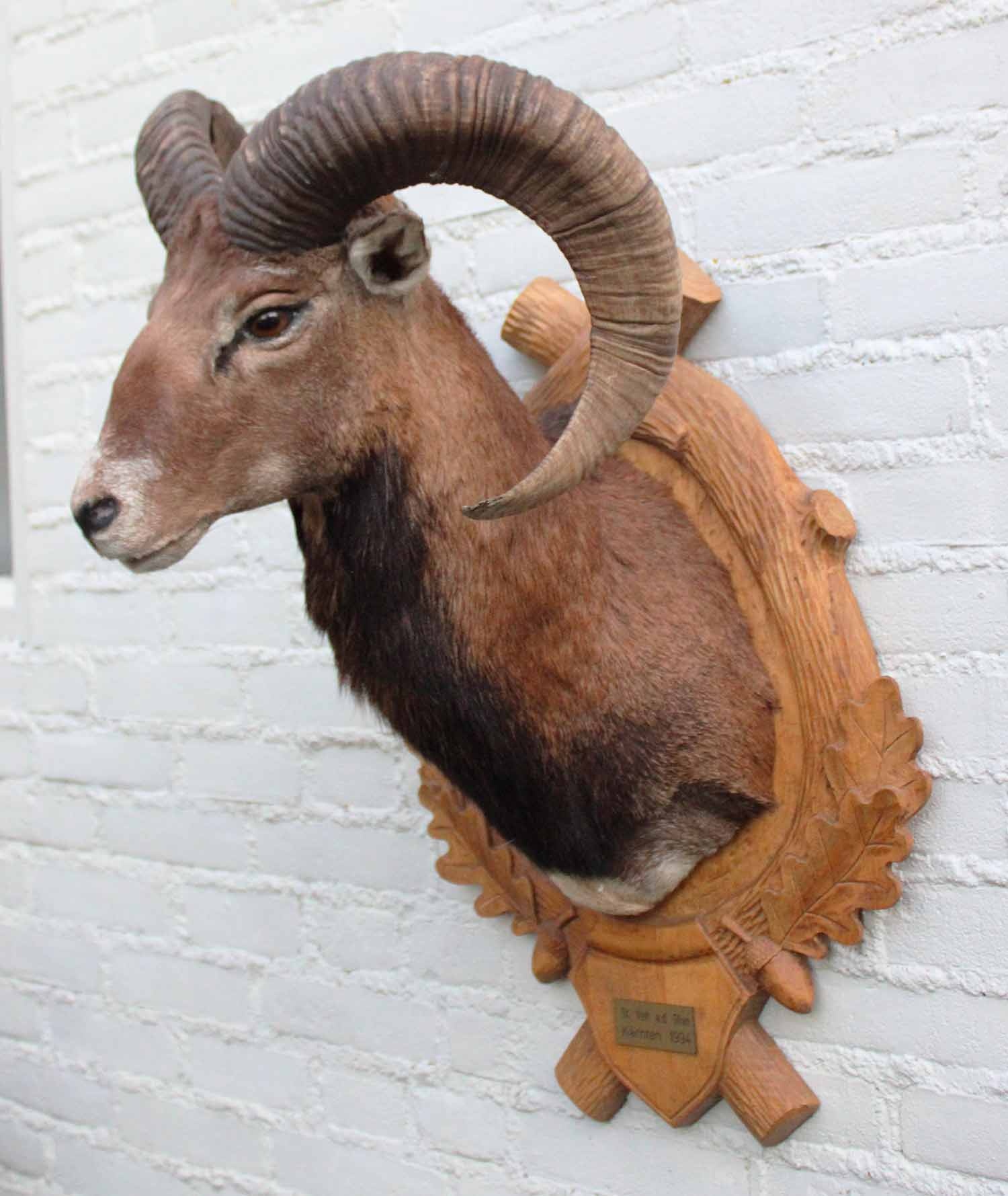 Decoratieve opgezette KOP MOEFLON RAM op bewerkt houten schild