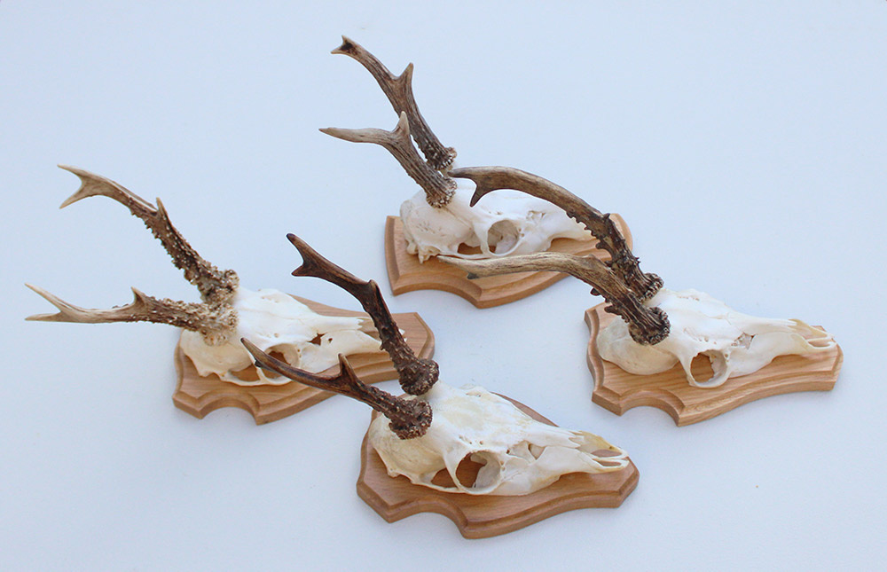 4 x REE GEWEI op licht houten schild met kaakdeeltjes - Copy