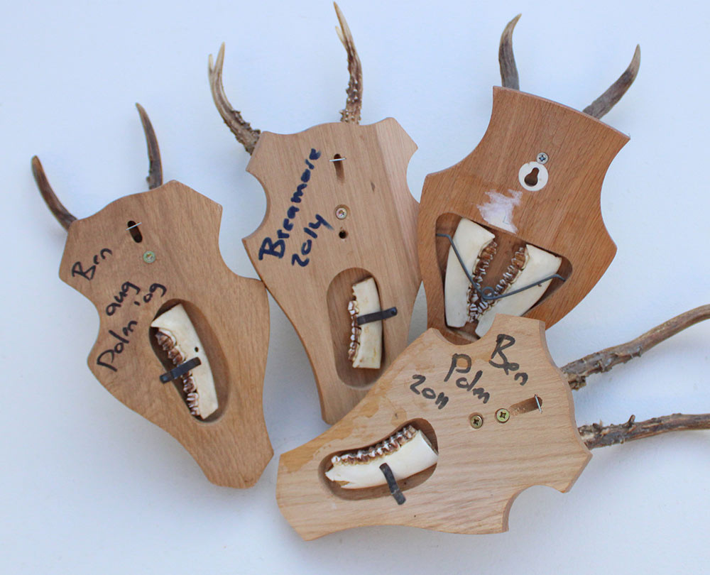 4 x REE GEWEI op licht houten schild met kaakdeeltjes - Copy