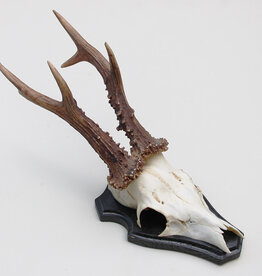 Groot zesender REE GEWEI  - volle rozen - stanglengte 22 cm