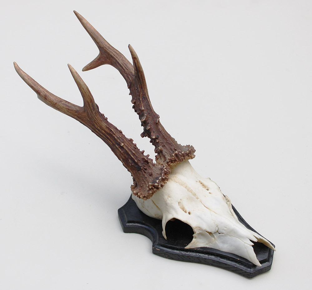 Groot zesender REE GEWEI  - volle rozen - stanglengte 22 cm