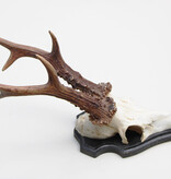 Groot zesender REE GEWEI  - volle rozen - stanglengte 22 cm