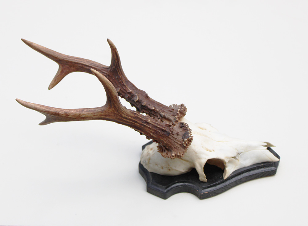Groot zesender REE GEWEI  - volle rozen - stanglengte 22 cm