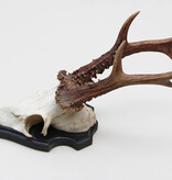 Groot zesender REE GEWEI  - volle rozen - stanglengte 22 cm