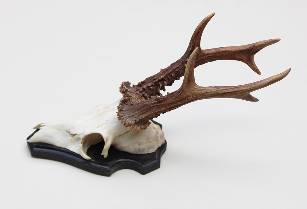 Groot zesender REE GEWEI  - volle rozen - stanglengte 22 cm