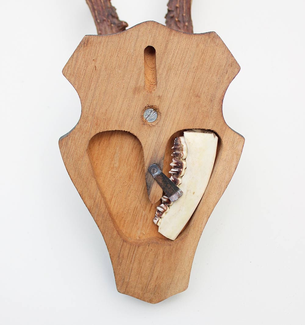 Groot zesender REE GEWEI  - volle rozen - stanglengte 22 cm