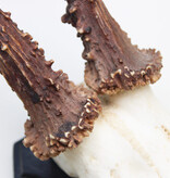 Groot zesender REE GEWEI  - volle rozen - stanglengte 22 cm
