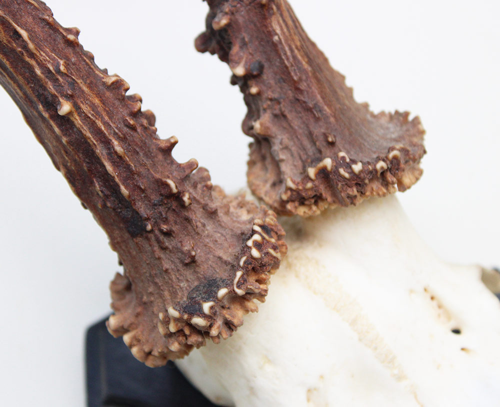 Groot zesender REE GEWEI  - volle rozen - stanglengte 22 cm