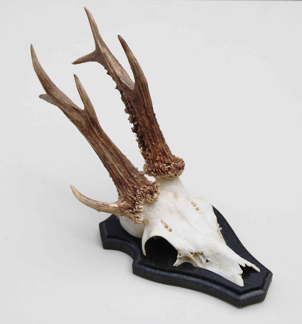 3-stangen zesender REE GEWEI  -  stanglengte 18 cm
