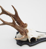 3-stangen zesender REE GEWEI  -  stanglengte 18 cm