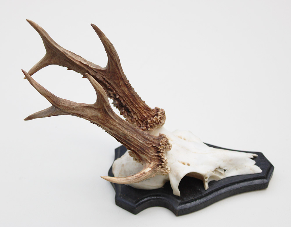 3-stangen zesender REE GEWEI  -  stanglengte 18 cm