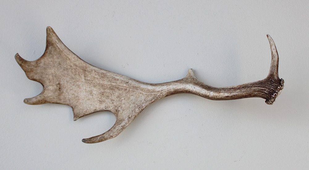DAMHERT GEWEI AFWERP STANG - 55 cm