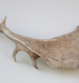 Grote DAMHERT GEWEI AFWERP STANG - 68 cm  - ref.  bru7