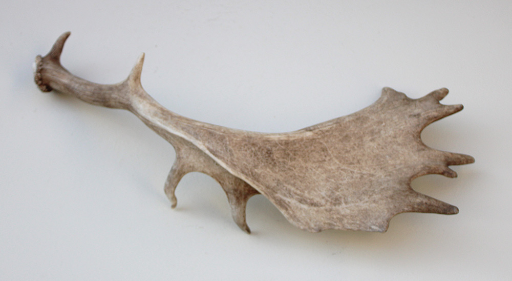 DAMHERT GEWEI AFWERP STANG - 68 cm