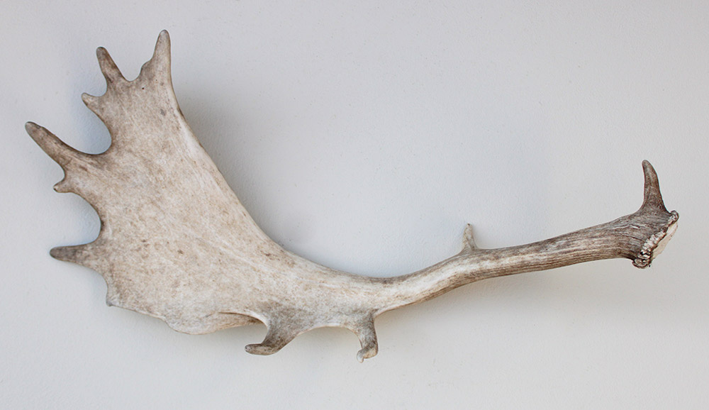 DAMHERT GEWEI AFWERP STANG - 68 cm