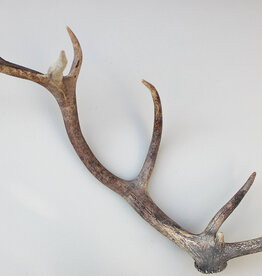 Grote  EDELHERT GEWEI AFWERP STANG - 90 cm  - ref. bru10