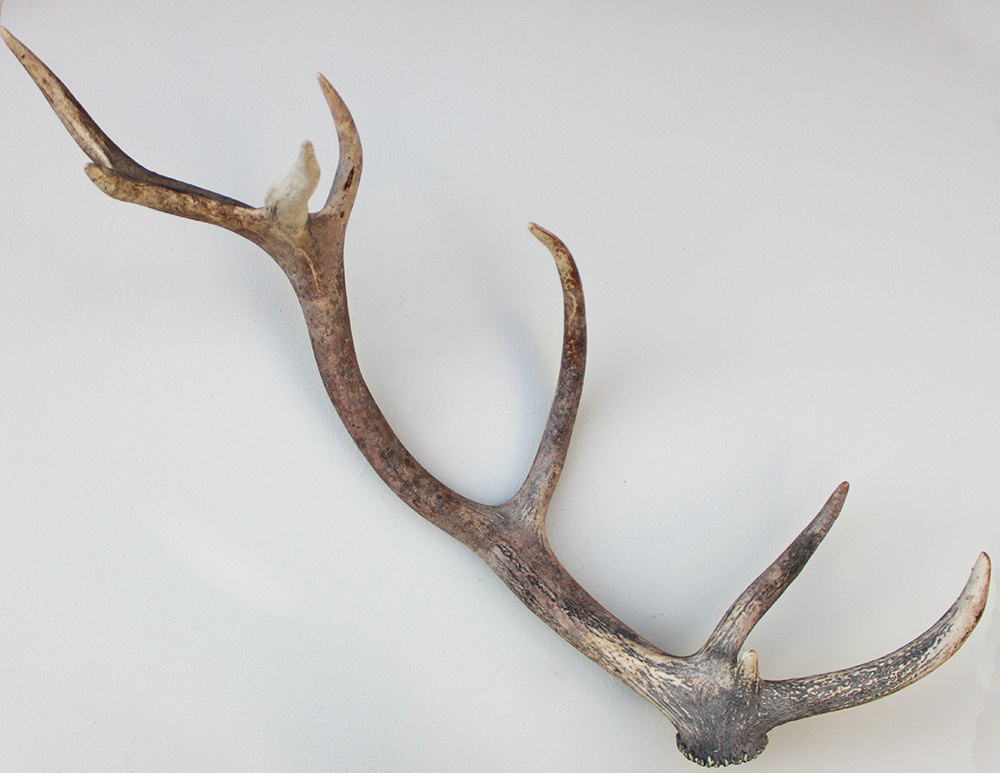 Grote EDELHERT GEWEI AFWERP STANG - 90 cm - 2,2 kg