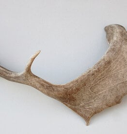 Grote DAMHERT GEWEI AFWERP STANG - 65 cm  - ref.  bru9