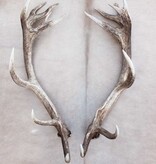 Groot paar EDELHERT GEWEI  AFWERPSTANGEN - ong. 20-ender - 5 kg - 91 cm