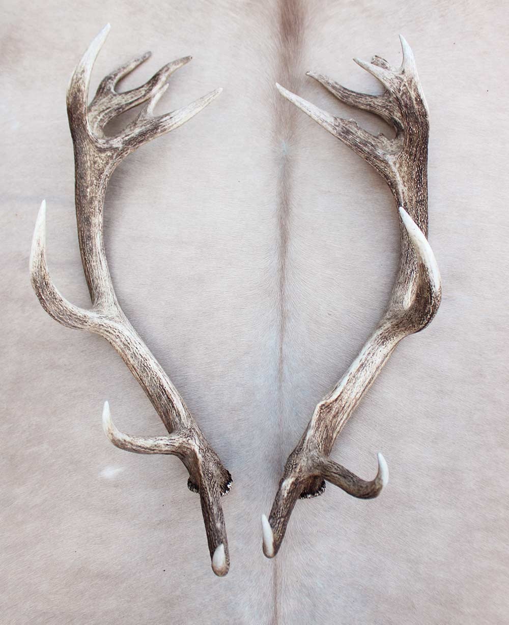 Groot paar EDELHERT GEWEI  AFWERPSTANGEN - ong. 20-ender - 5 kg - 91 cm