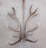 Groot paar EDELHERT GEWEI  AFWERPSTANGEN - ong. 14-ender - 4 kg - 87 cm