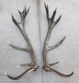 Groot paar EDELHERT GEWEI  AFWERPSTANGEN - ong. 18-ender - 4,9 kg - 91 cm
