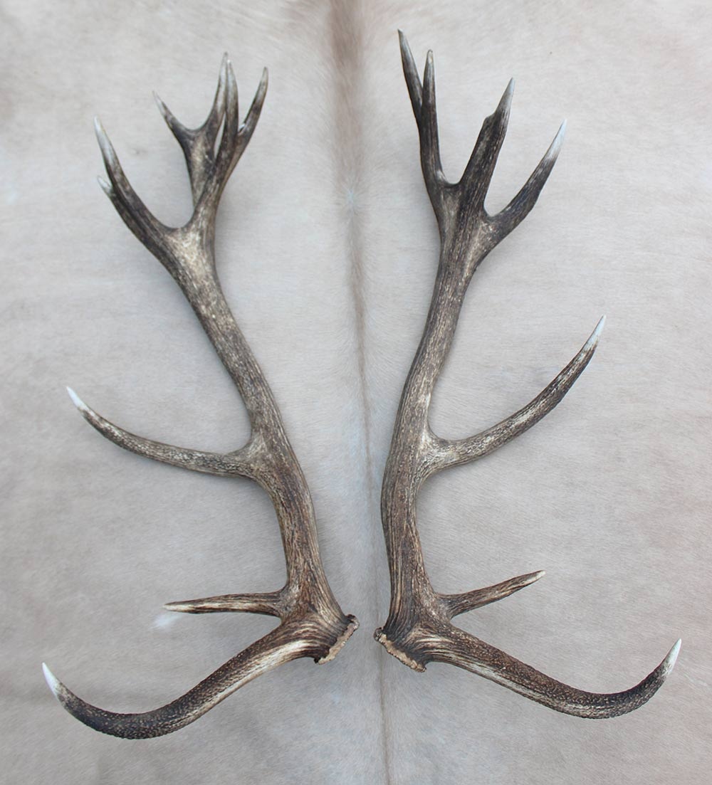 Groot paar EDELHERT GEWEI  AFWERPSTANGEN - ong. 18-ender - 4,9 kg - 91 cm