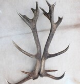 Groot paar EDELHERT GEWEI  AFWERPSTANGEN - ong. 18-ender - 4,9 kg - 91 cm