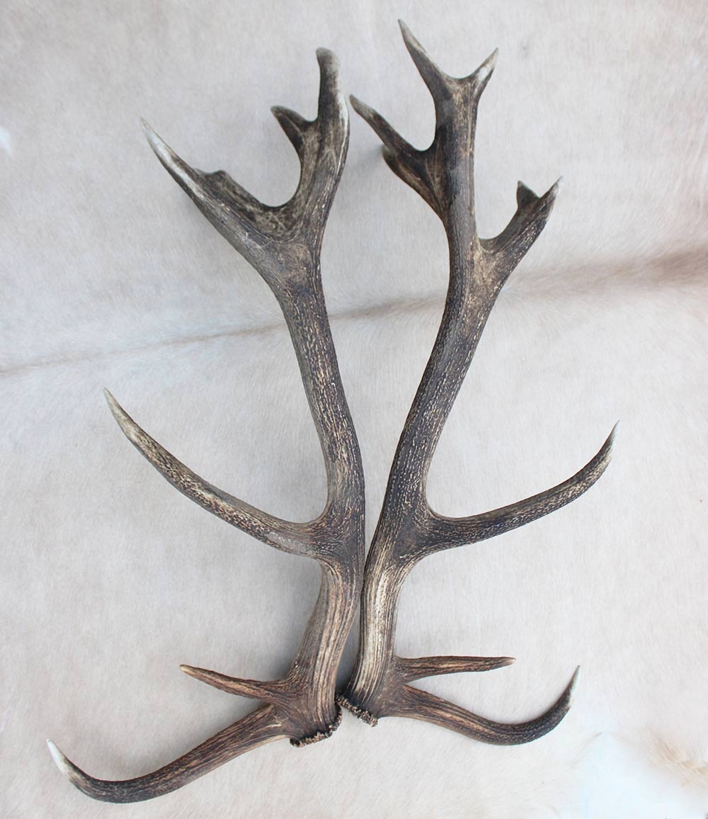 Groot paar EDELHERT GEWEI  AFWERPSTANGEN - ong. 18-ender - 4,9 kg - 91 cm