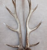 Groot paar EDELHERT GEWEI  AFWERPSTANGEN - 12-ender - 4,5 kg - 93 cm