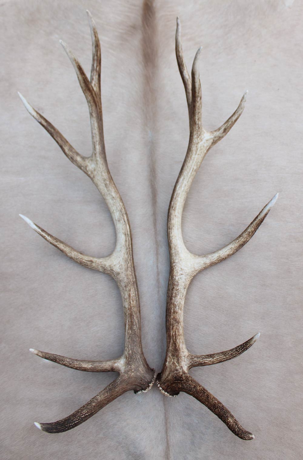 Groot paar EDELHERT GEWEI  AFWERPSTANGEN - 12-ender - 4,5 kg - 93 cm