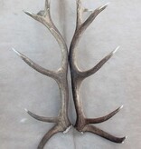 Groot paar EDELHERT GEWEI  AFWERPSTANGEN - 12-ender - 4,5 kg - 93 cm